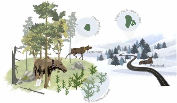 财富策略 追踪392头驼鹿！瑞典科学家发现，植食性动物偏爱这类森林